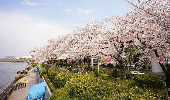 桜 隅田 公園 隅田公園の梅めぐり散歩道 2022年の見頃と現在の開花状況は？